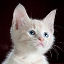 Kitten Sounds & Kitten Meows APK