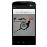 Pheasant Calls - Pheasant Hunt Affiche