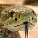 Rattlesnake Sounds - Snake Sounds - Snake Hissing APK