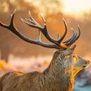 Red Stag Sounds and Red Stag Calls for Hunting APK