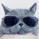 Sounds Cats Love – Cat Sounds Free - Cat Meows APK