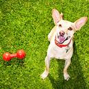 Squeaky Toy Sounds- Dog Squeaky Toy Squeaky Noises APK