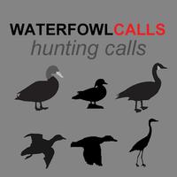 Waterfowl 海報