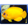 Ornamental Fish