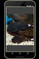 Ornamental Fish poster