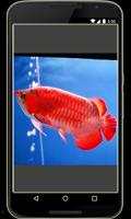 Ornamental Fish screenshot 1