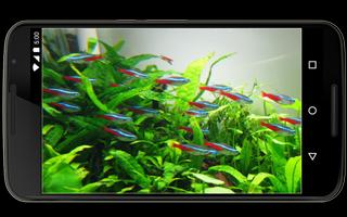 Ornamental Fish screenshot 2