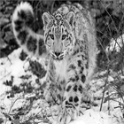 Snow Leopard Zeichen