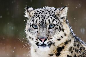 Snow Leopard 海报