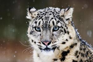Snow Leopard Affiche