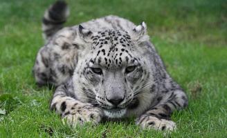 Snow Leopard syot layar 1