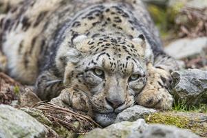 Snow Leopard syot layar 2