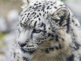 Snow Leopard 截图 3