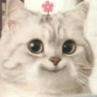 Cats Stickers for WASticker icon