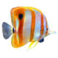 Galaxy Aquarium Live Wallpaper