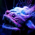 deep sea creatures