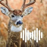 APK Deer Hunting Calls