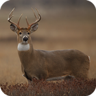 Icona Deer Wallpaper HD