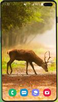 Deer Wallpaper HD Affiche