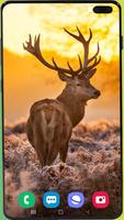 1 Schermata Deer Wallpaper HD