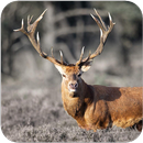 Deer Wallpapers APK