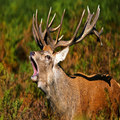Deer Sounds