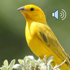 Canto De Canario Belga Novo icono