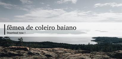 fêmea de coleiro baiano screenshot 3