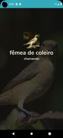 fêmea de coleiro Plakat
