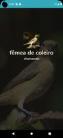 fêmea de coleiro-poster