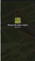 Fêmea de Papa Capim Chamando Affiche