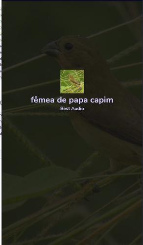 Canto De Papa Capim F mea APK Download for Android