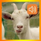 Goat Sounds App icône
