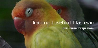 Training Lovebird Masteran penulis hantaran