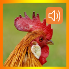 Rooster Sounds App ícone