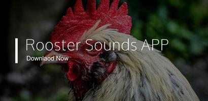 Rooster Sounds App imagem de tela 3