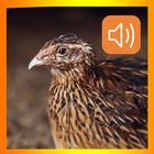 Suara Burung Puyuh Gacor Masteran-icoon