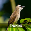 Training Trucukan Masteran