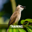 Training Trucukan Masteran APK