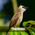 Training Trucukan Masteran Zeichen