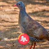 Canto do Lambu 24 Hora icono