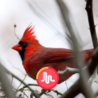 Cardinal Singing & Call Sounds icono