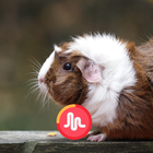 Guinea Pig Sounds 24 Hours 圖標