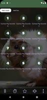 Guinea Pig Sounds 24 Hours 截圖 3
