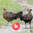 آیکون‌ Red Junglefowl Female Call HD