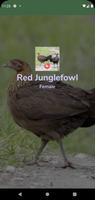Red Junglefowl Female Call HD Affiche