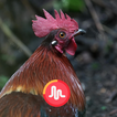 Red junglefowl Male Sounds Cal icône