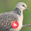 Spotted Dove Call Sounds