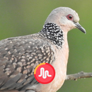 Spotted Dove Call Sounds APK