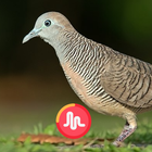 Zebra Dove Sounds icono